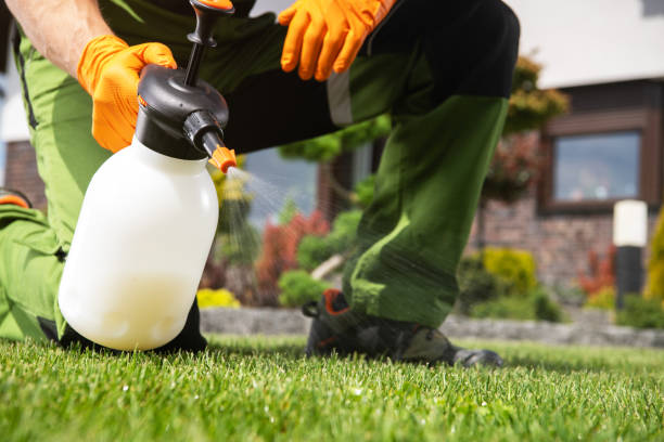 Best Wasp Removal Services  in Desloge, MO