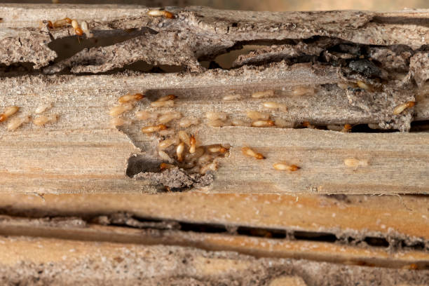 Best Mosquito Control Services  in Desloge, MO