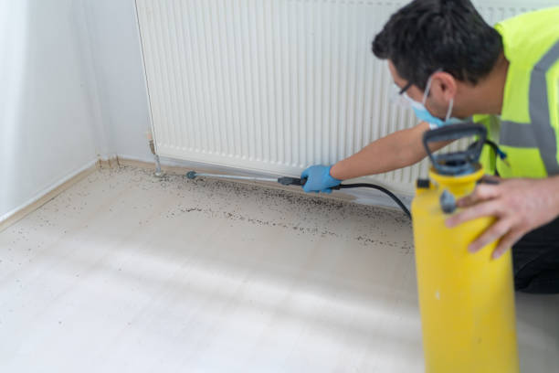 Best Local Pest Control Services  in Desloge, MO